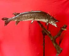 For all your taxidermy need’s - Photo 6