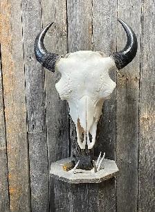 For all your taxidermy need’s - Photo 7