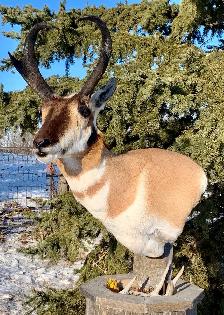 For all your taxidermy need’s - Photo 9