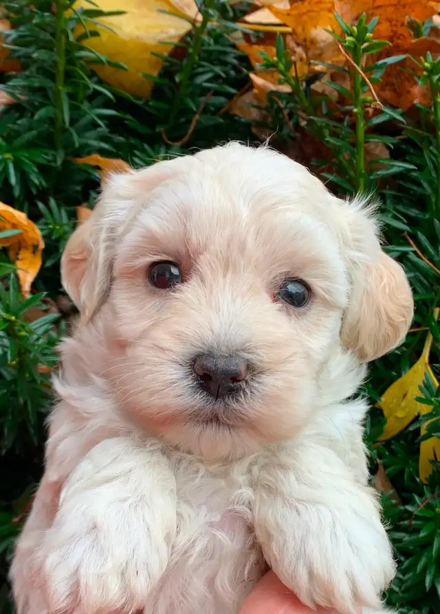 Maltipoo Puppies