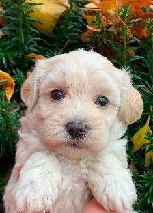 Maltipoo Puppies