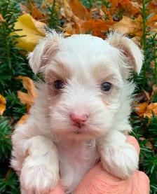 Maltipoo Puppies - Photo 2