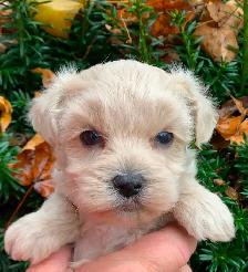 Maltipoo Puppies - Photo 3