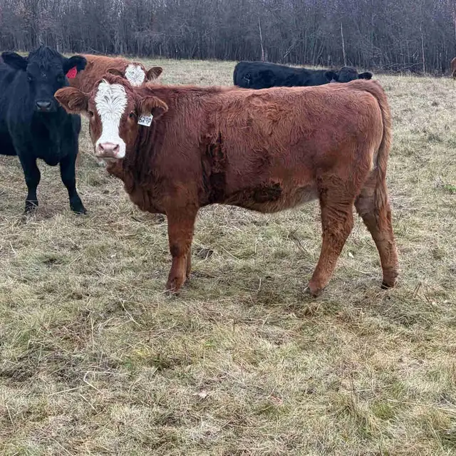 replacement heifers
