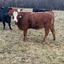 replacement heifers