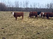 replacement heifers - Photo 2