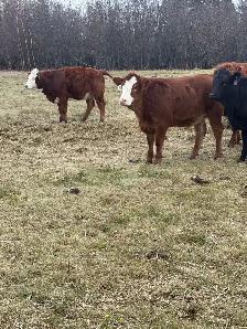replacement heifers - Photo 3