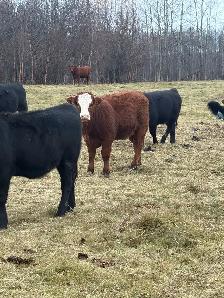 replacement heifers - Photo 4