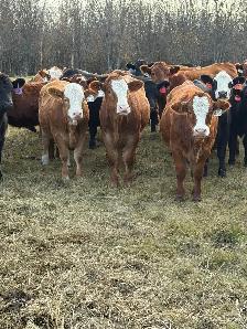 replacement heifers - Photo 5
