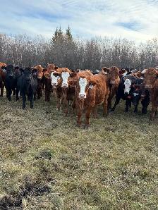 replacement heifers - Photo 6