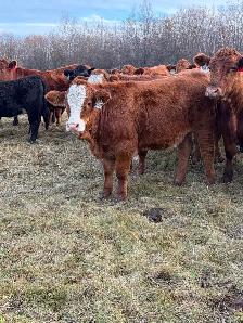 replacement heifers - Photo 7