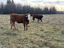 replacement heifers - Photo 8