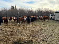 replacement heifers - Photo 9