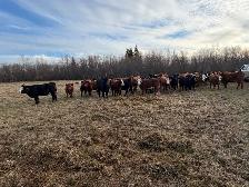 replacement heifers - Photo 10