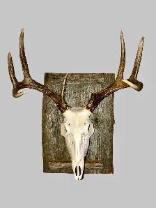 Euro Mounts we can do them all .