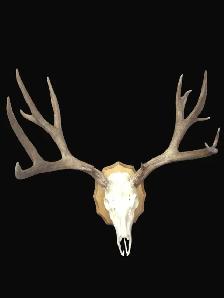 Euro Mounts we can do them all . - Photo 2