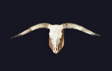 Euro Mounts we can do them all . - Photo 3