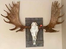 Euro Mounts we can do them all . - Photo 5
