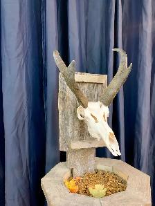 Euro Mounts we can do them all . - Photo 6