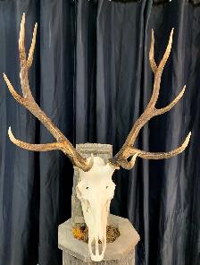 Euro Mounts we can do them all . - Photo 8