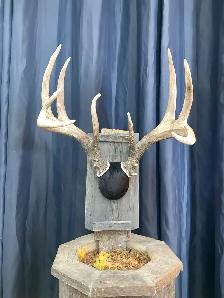 Euro Mounts we can do them all . - Photo 10