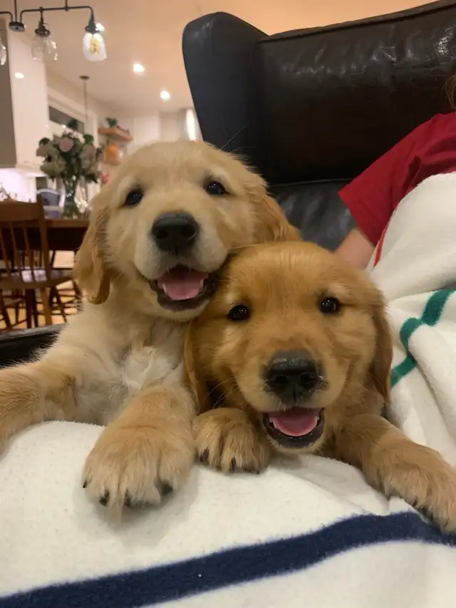 Golden Retriever Puppies