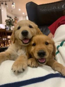 Golden Retriever Puppies