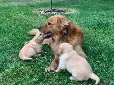 Golden Retriever Puppies - Photo 2
