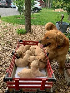 Golden Retriever Puppies - Photo 3