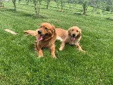 Golden Retriever Puppies - Photo 4