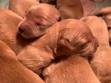 Golden Retriever Puppies - Photo 5