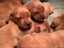 Golden Retriever Puppies - Photo 6