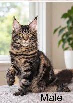 Maine Coon Kittens - Photo 3
