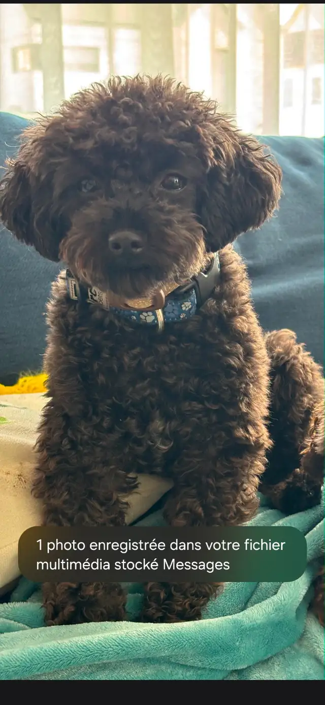 Caniche Toy noir (3.70kg)