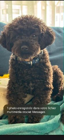 Caniche Toy noir (3.70kg)
