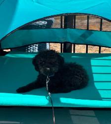 Caniche Toy noir (3.70kg) - Photo 2