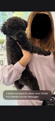 Caniche Toy noir (3.70kg) - Photo 3