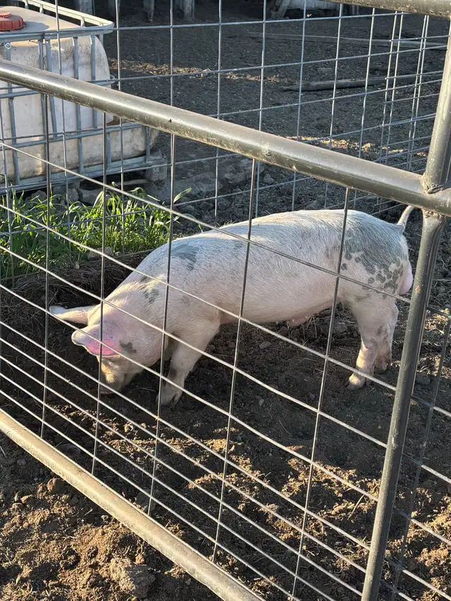 boar pigs