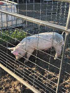 boar pigs