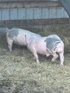 boar pigs - Photo 2