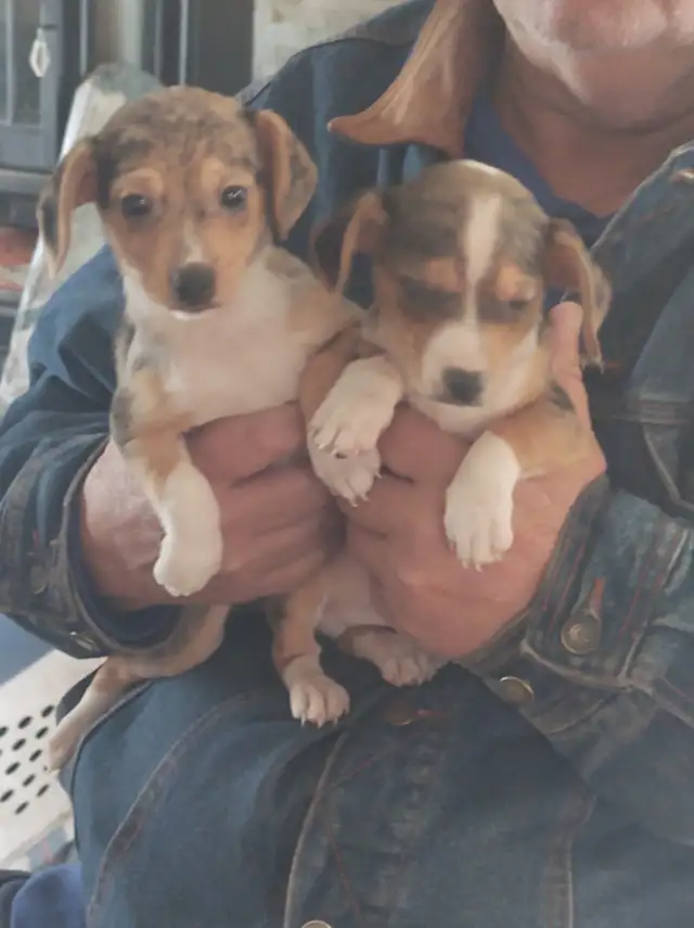 Miniature dachshund x chihuahua (chi-weenies)