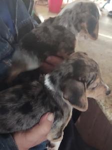 Miniature dachshund x chihuahua (chi-weenies) - Photo 2