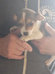Miniature dachshund x chihuahua (chi-weenies) - Photo 3