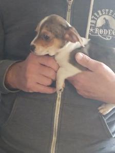 Miniature dachshund x chihuahua (chi-weenies) - Photo 4