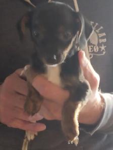 Miniature dachshund x chihuahua (chi-weenies) - Photo 5