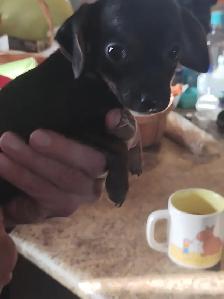 Miniature dachshund x chihuahua (chi-weenies) - Photo 6