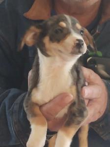 Miniature dachshund x chihuahua (chi-weenies) - Photo 7