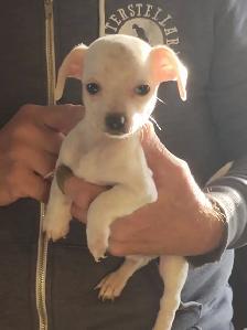 Miniature dachshund x chihuahua (chi-weenies) - Photo 8