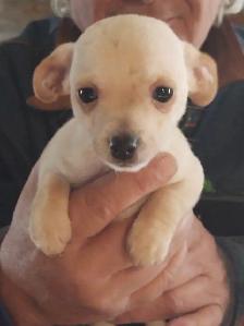 Miniature dachshund x chihuahua (chi-weenies) - Photo 9