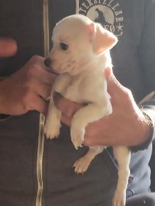 Miniature dachshund x chihuahua (chi-weenies) - Photo 10